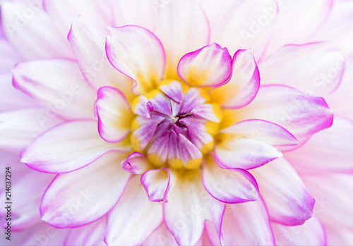 Close up photograph of the center of a Dahlia flower