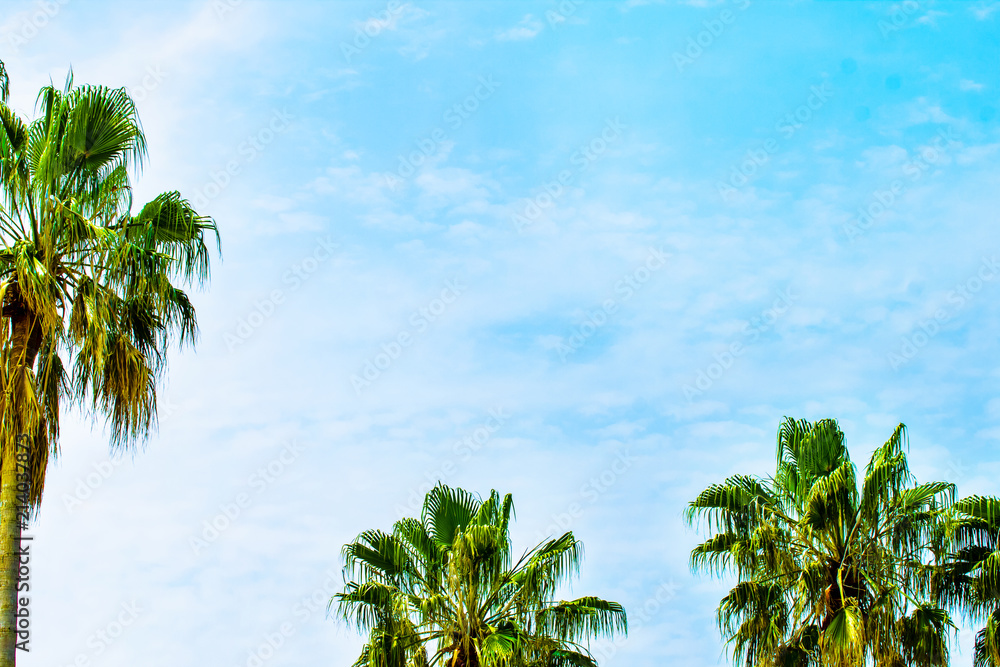 Fototapeta premium ヤシの木と青空