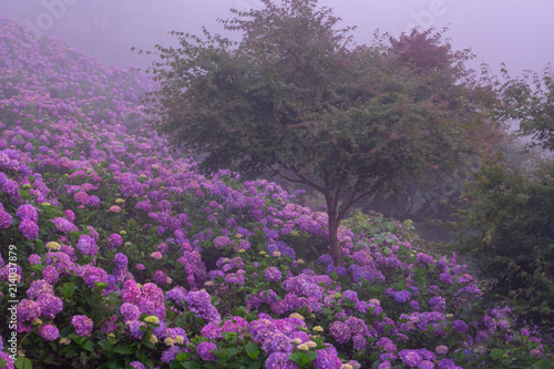 朝靄の紫陽花