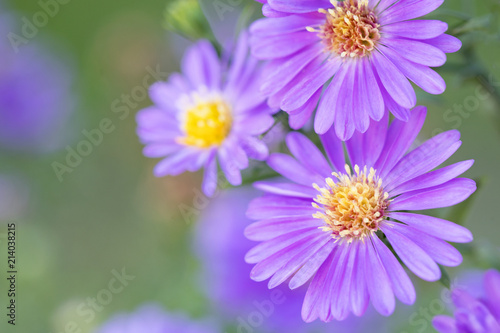Close of photograph of purple Aster flowers against green