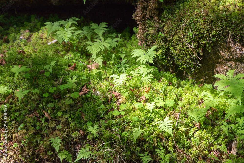 Fototapeta premium 甲武信ヶ岳登山