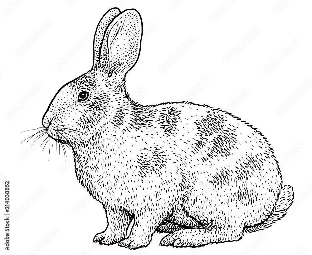 Rabbit illustration, drawing, engraving, ink, line art, vector Stock ...