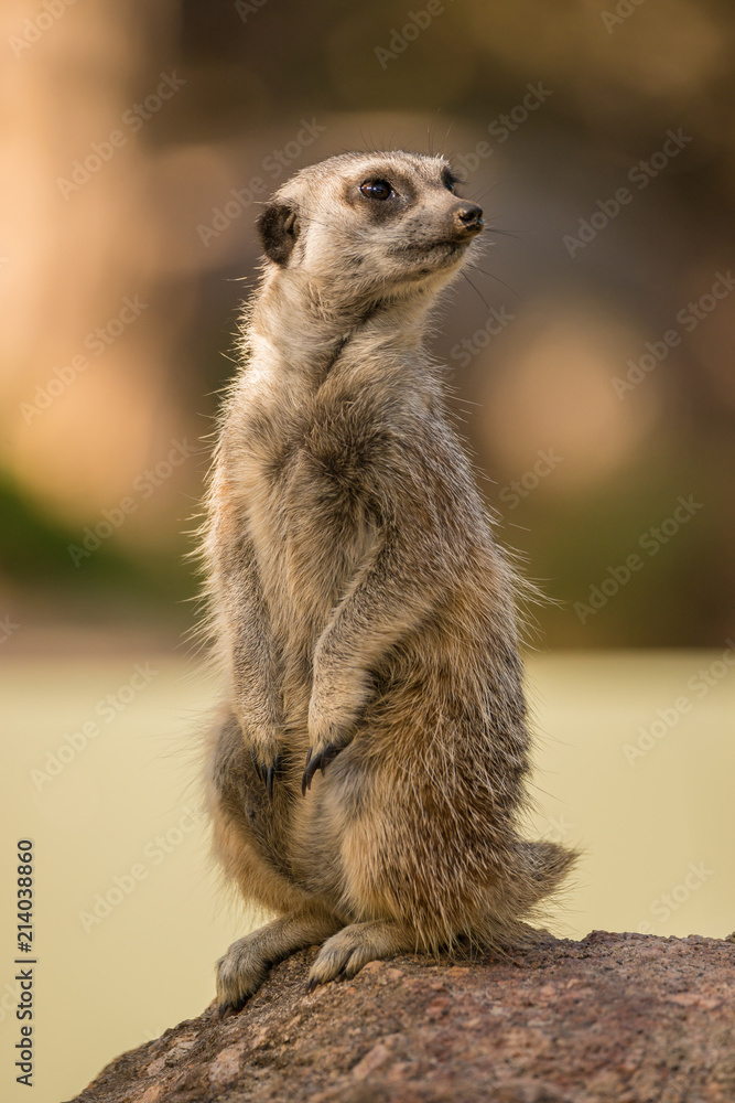 Fototapeta premium Meerkat closeup standing