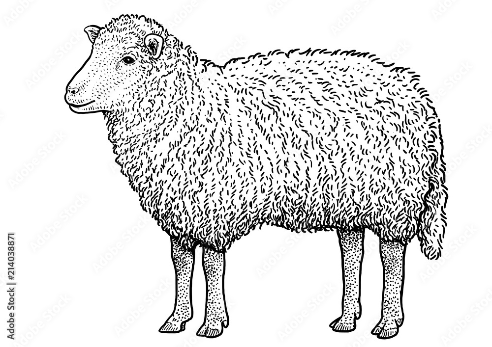 Fototapeta premium Ilustracja owiec, rysunek, grawerowanie, atrament, grafika liniowa, wektor