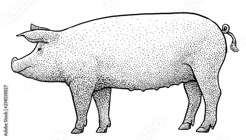 Pig illustration, drawing, engraving, ink, line art, vector