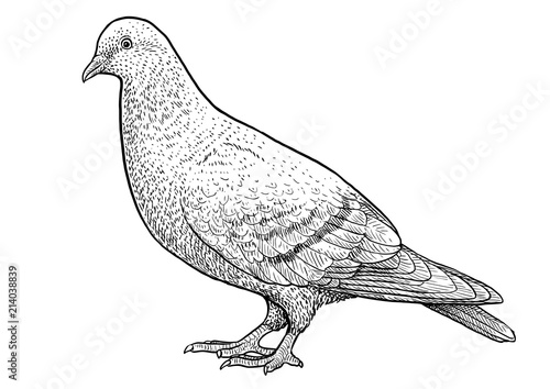 Pigeon illustration, drawing, engraving, ink, line art, vector