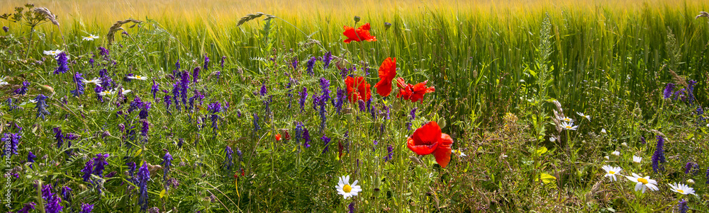 Fototapeta premium Blossoming wild poppies and daisy flowers among field with cultured wheat and other cereals