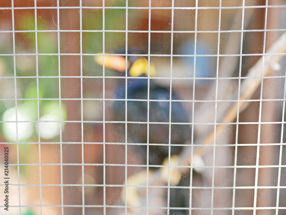A wild bird (Hill Mynah) trapped in a cage symbolizing hopelessness and losing freedom in life - selective focus shooting