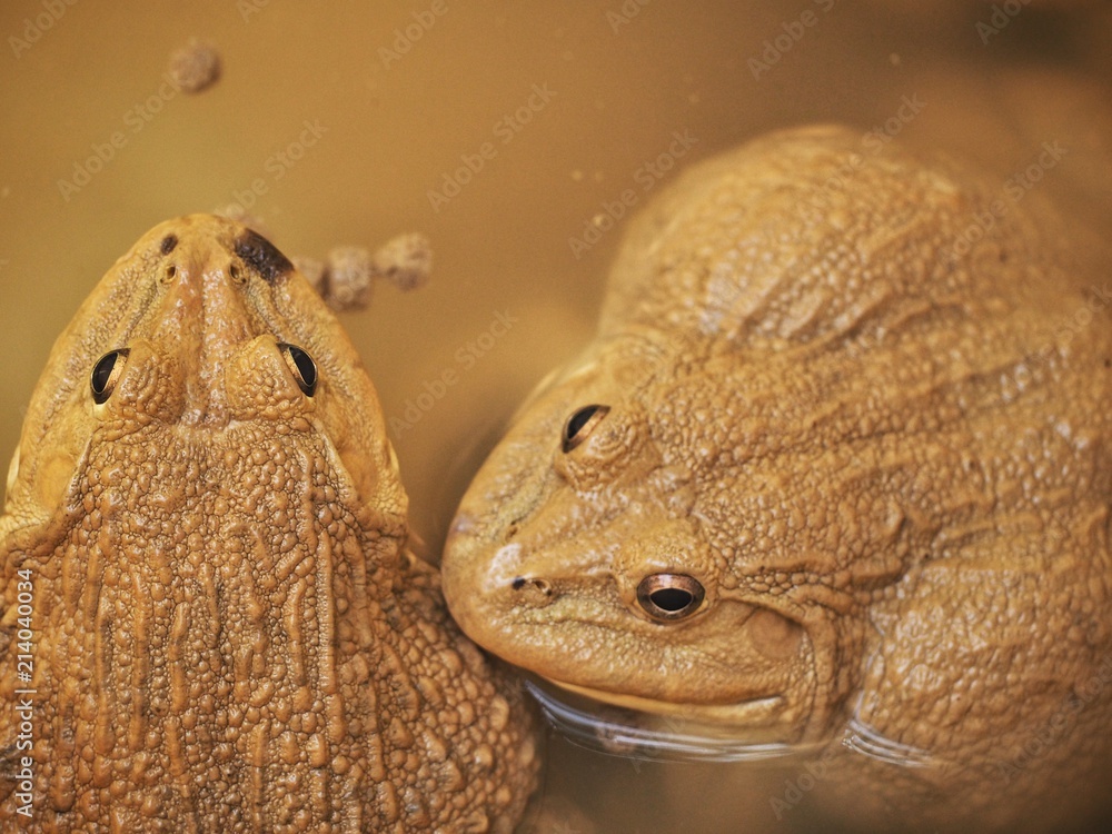 Obraz premium Frog in the farm