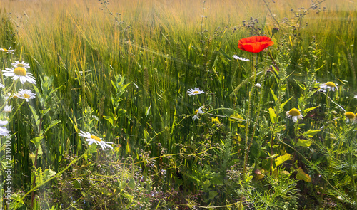 Blossoming wild poppies and daisy flowers among field with cultured wheat and...