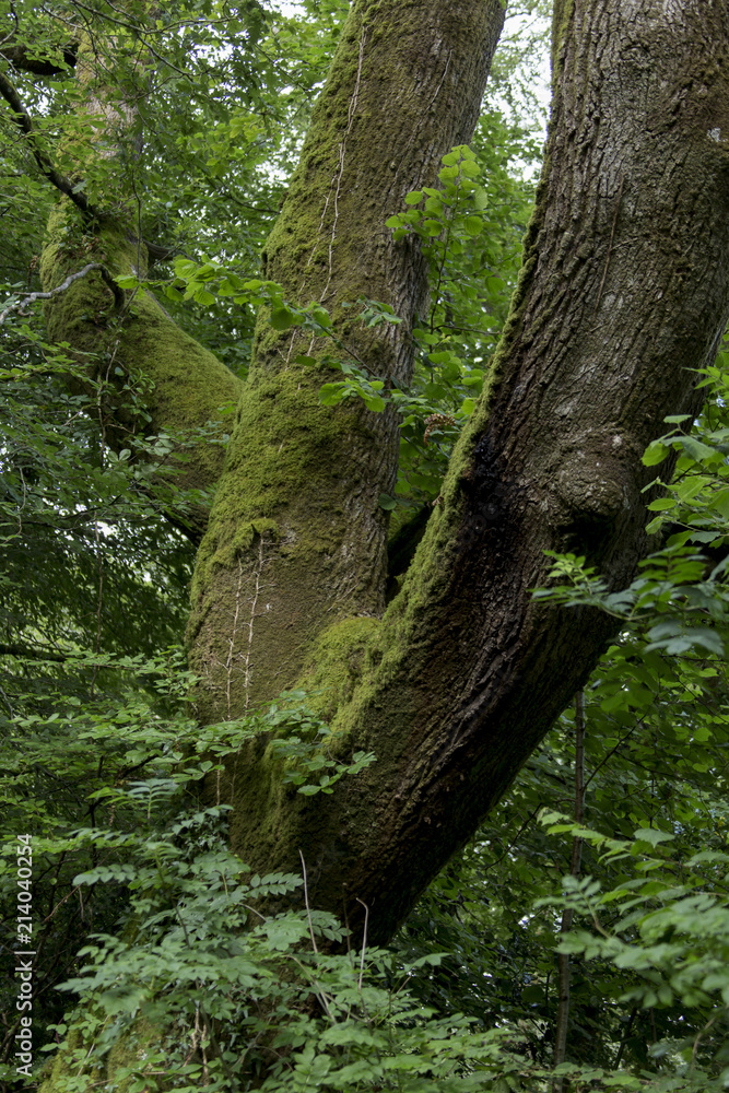 Bemooster Baumstamm im Wald