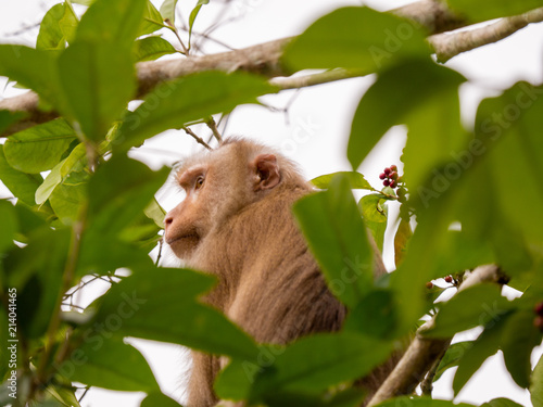 A wild monkey sitting on branch at Khao Yai National Park, Thailand