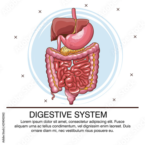 Digestive system infographic with information vector illustration graphic design