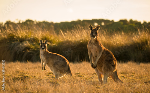 Kangaroo in open field during a golden sunset photo