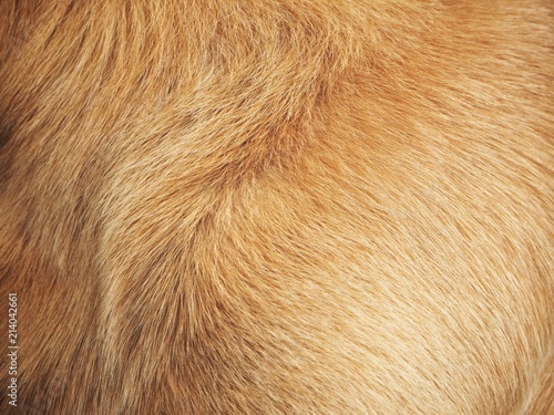 Brown dog fur background or texture