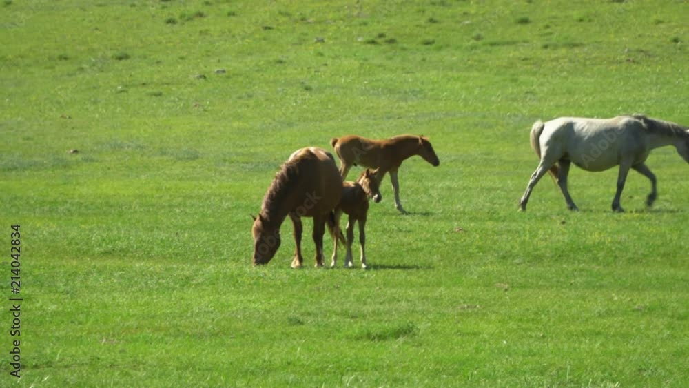 Horses and horses walk on a green grass. Mountain landscape. Horses and horses walk on a green grass. Mountain landscape.