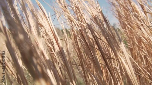 common reeds are waving by the wind. beautiful blue skies in Orlando. zoom in and out with motion. photo