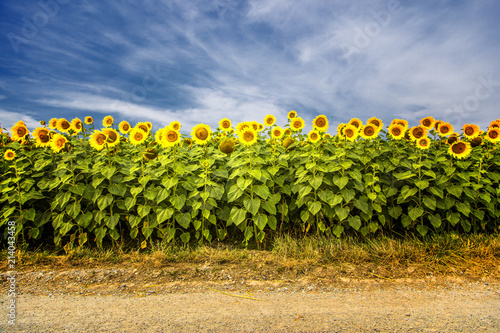 sunflowers in the field 