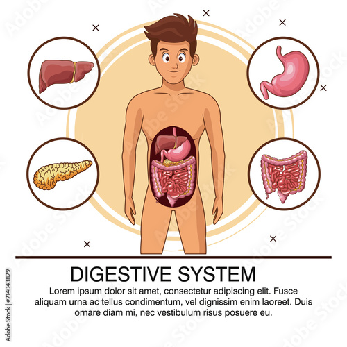 Digestive system organs poster with information vector illustration graphic design