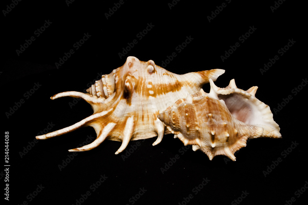 shell isolated on black background shell isolated on black background