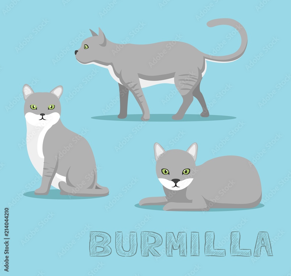 Cat Burmilla Cartoon Vector Illustration
