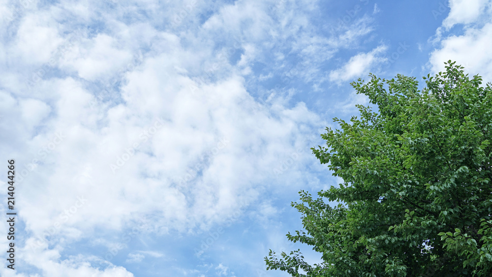 Obraz premium Beautiful tree on sky background