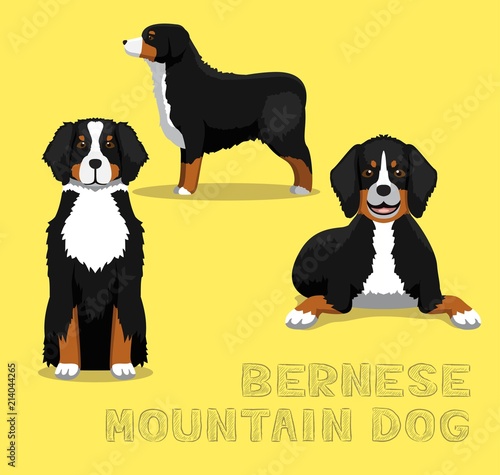 Dog Bernese Mountain Dog Cartoon Vector Illustration