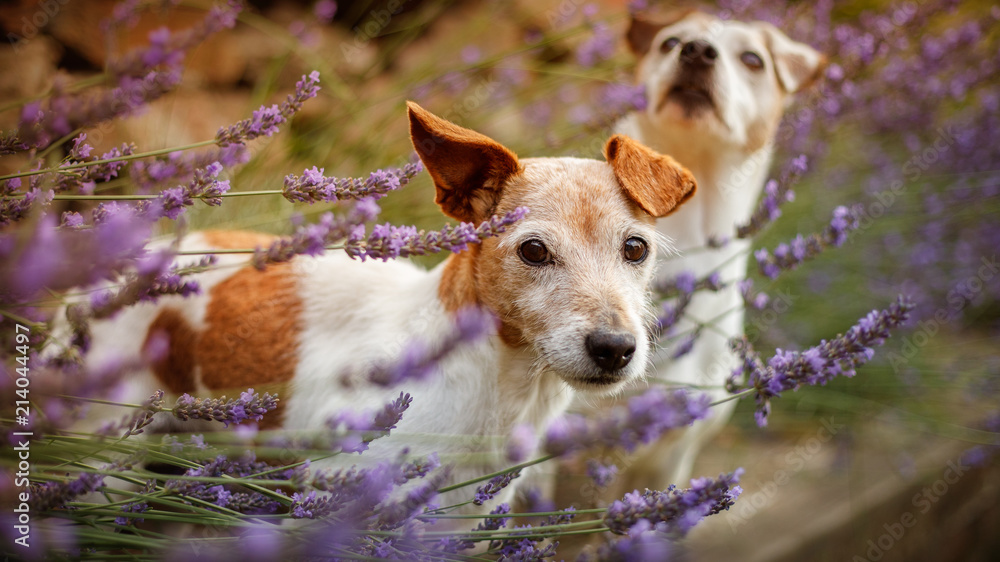 
Jack russel terier close up portrait. Beautiful and unique dog. Jack russel in the purple lavender garden. Amazing sunset with your best friend dog.
 - obrazy, fototapety, plakaty 