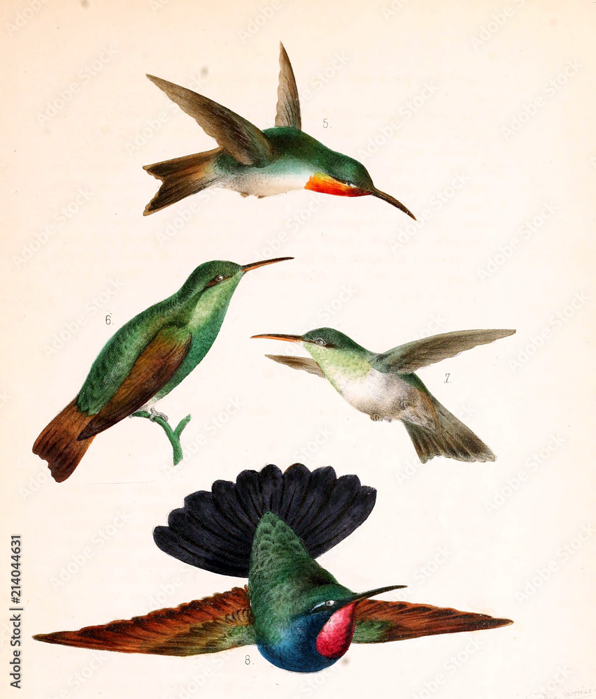 Illustration of a Hummingbird. Illustration of a Hummingbird.