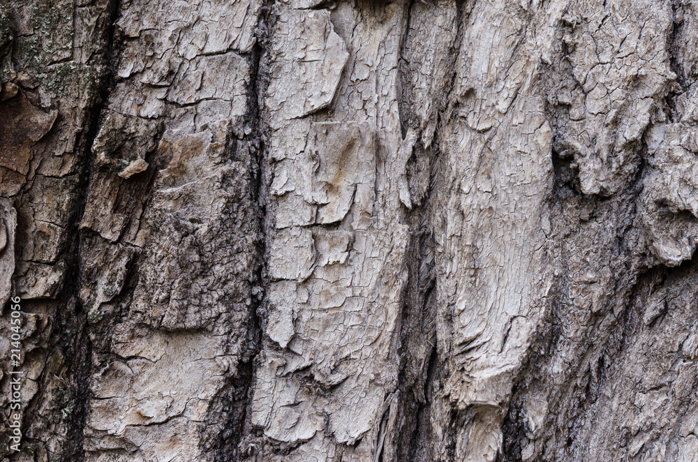 Texture of the bark of a tree. Natural background of woody bark. Bark of a tree close-up. Texture of the bark of a tree. Natural background of woody bark. Bark of a tree close-up.