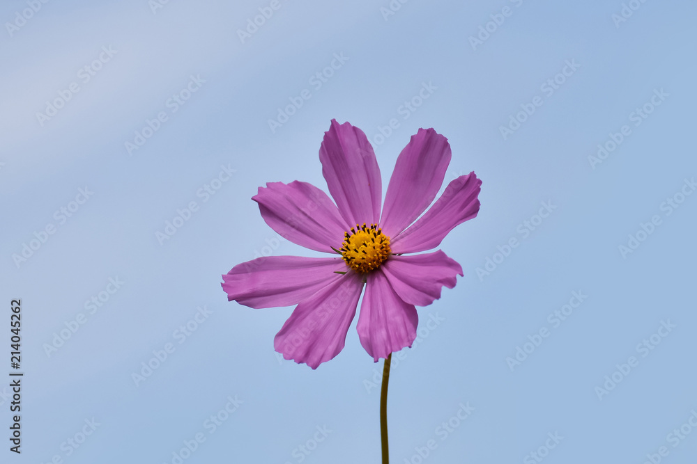 Blooming pink flower Cosmos in the field (garden). Blooming pink flower Cosmos in the field (garden).