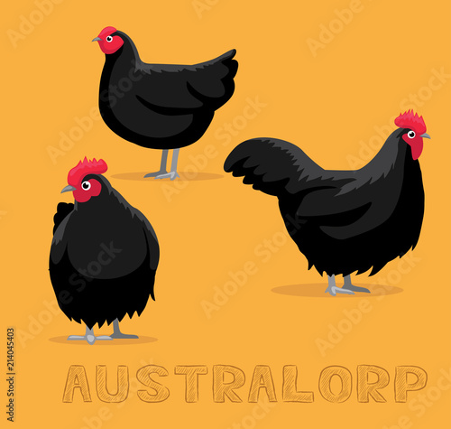 Chicken Australorp Cartoon Vector Illustration
