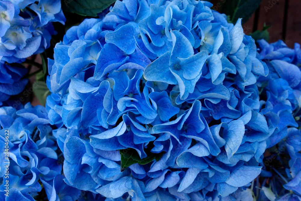 Blue hydrangea flowers. Macro photography.