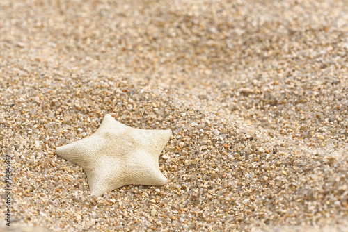 starfish on the sand
