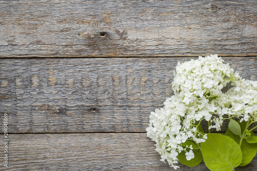 White hydrangea flower on wooden background. Summer concept. Flat lay, top view, copy space.