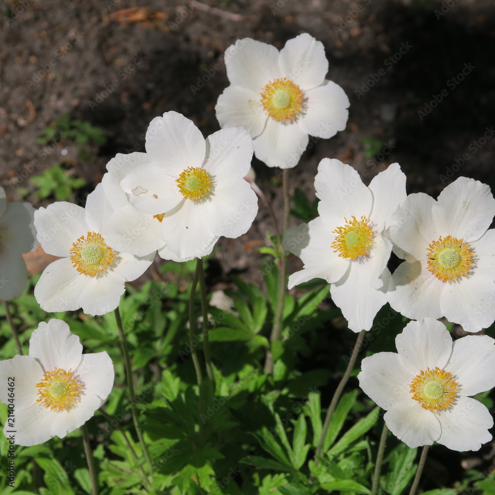 Anemone, small white, yellow flowering plant in early spring Anemone, small white, yellow flowering plant in early spring