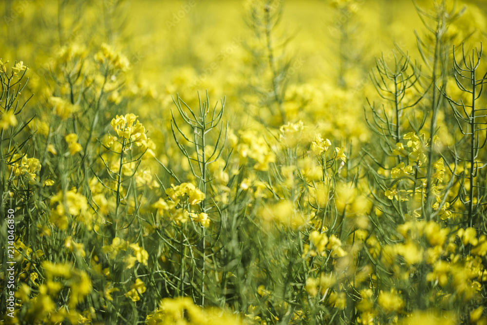 Obraz premium Raps Feld Landwirtschaft