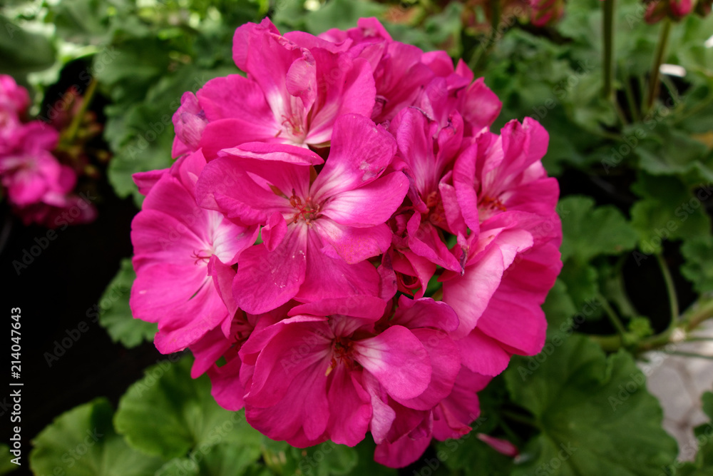 Beautiful pink flowers. Bells petunia (Calibrachoa). Macro photography. Beautiful pink flowers. Bells petunia (Calibrachoa). Macro photography.