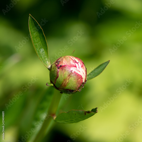 Peony