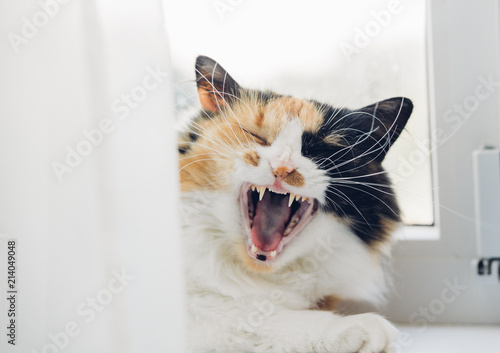 Young Turtle three-colored relaxing cat. Cat with green eyes lying on the windowsill laughing with her mouth open