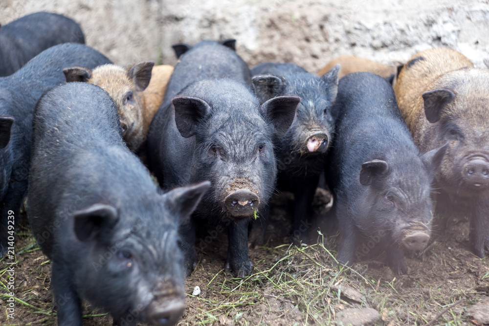 Small Vietnamese pigs on the farm Small Vietnamese pigs on the farm