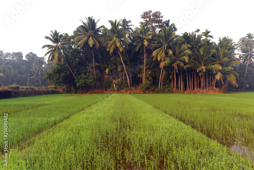 Wallpaper Mural Green field of rice in India Torontodigital.ca