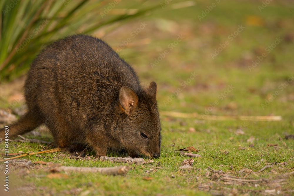 Paddymelon eating grass