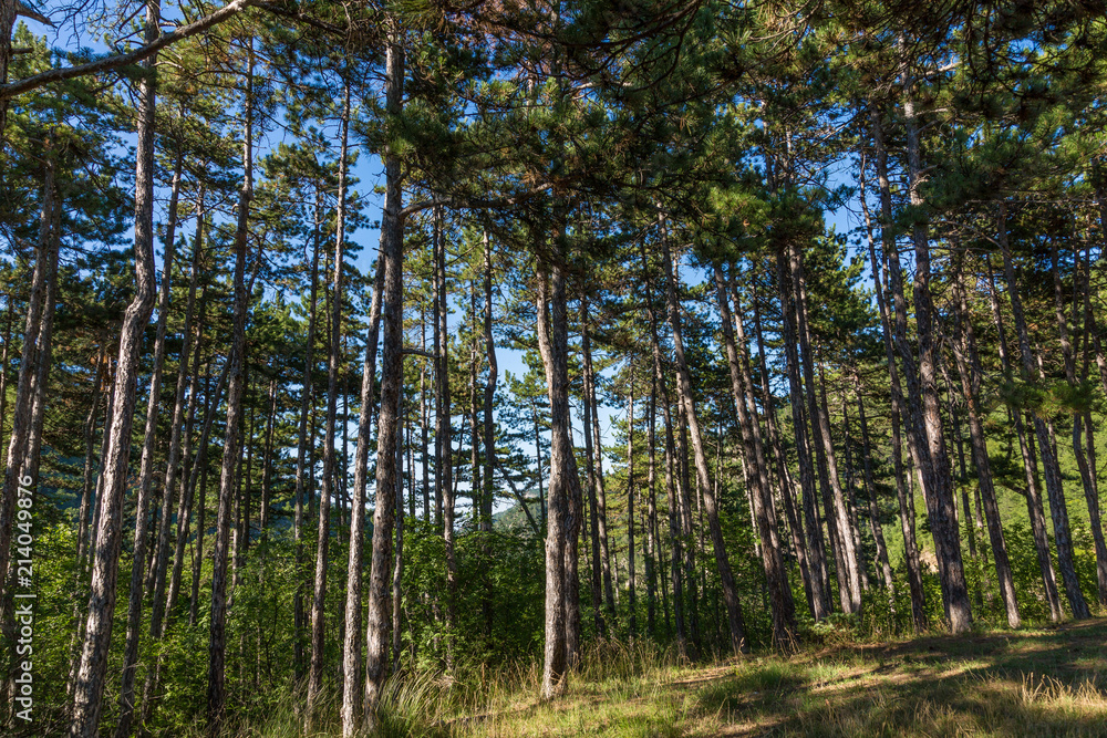 Trees Trees