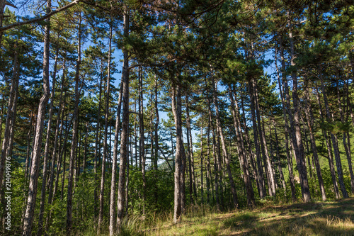 Fototapeta Naklejka Na Ścianę i Meble -  Trees