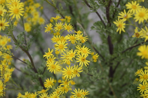 Senecio jacobae - very popular weed with yellow flowers