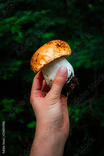 A fresh edible porcini mushroom in the hand, green forest on background. Penny bun white mushroom closeup on the mushroomer hand palm, fungi picking up concept.