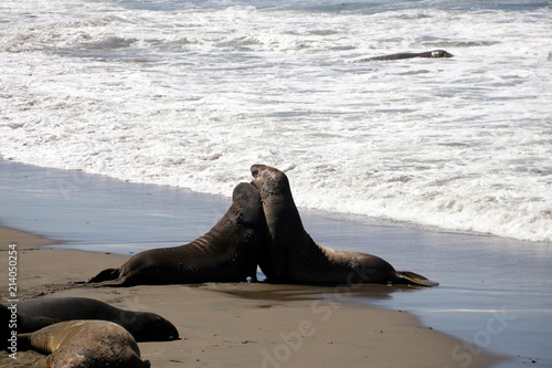 Colony of Elephant Seals at the Pacific Ocean – USA 