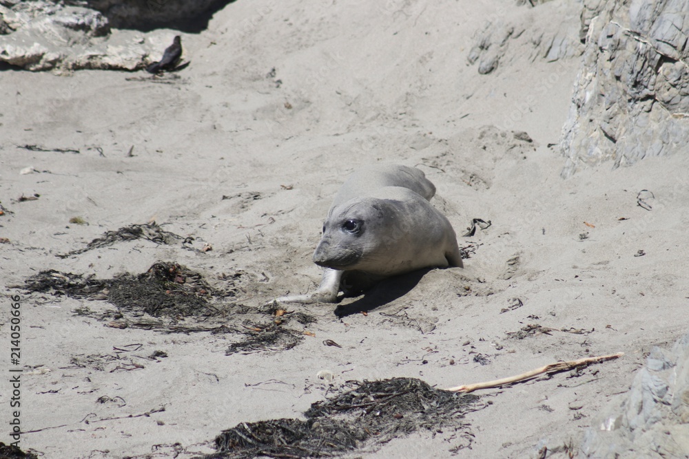 Fototapeta premium Colony of Elephant Seals at the Pacific Ocean – USA 
