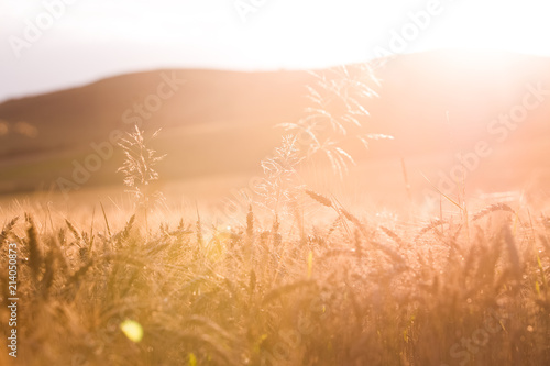 Golden wheat field blurred summer background 